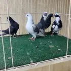 حمام قطايف (طبات)