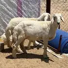 خاروفين اصحاح انضاف اسمان