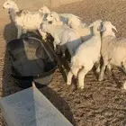 ذبايح للبيع