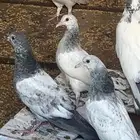 البيع