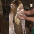 فحل حجازي صنف