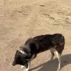 كلب هاسكي