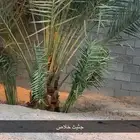جثيث خلاص