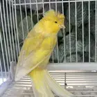 ذكر كناري شرط تغريد