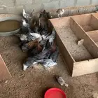 متوفر 10 ديكه