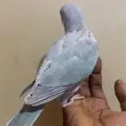 كويكر دايلوت (( تم البيع )) تم البيع