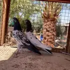 اجوز باكستاني