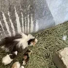 وبران بلدي و أمريكي