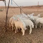 بهم حري فاخر