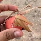 برقع سليم مو مستخدم بس يوم واحد صناعه باكستانيه