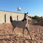 حصان شعبي رفيع للبيع