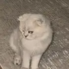 قط ضائع الشقيق