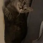 قطط للتبني