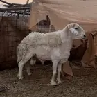 طلي فحل مشروط