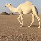 فحل علياني جده عليان الامير