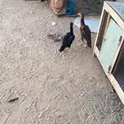 دجاج باكستاني