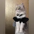 قطة أنثى للتزاوج العاجل