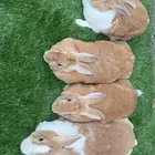 ارانب ( تم البيع )