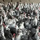 دجاج فيومي 1000 حبه