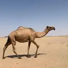 خفوت صفراء
