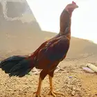 ديك سندي العدد 2 ذكور