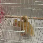بط للبيع عرض لمدت يومين البطه ب 20