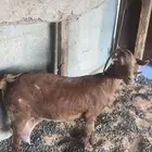 عنز تامه جنوبيه حليب ولدها معها نبيعها لحالها