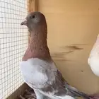 جوز شامو ريحاني