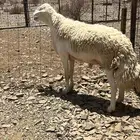 فحل حري صنف الصنف الفحل نادر والكل عينه ميزانه