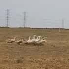 بط للبيع