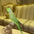 دره ذكر (( اليف جدا حمامه )) تم البيع