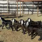 جفار ذبايح او مقنوي طيبات بالحيل(تم البيع)