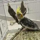 كروان للبيع العدد 3