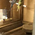 أقفاص ولوازم طيور للبيع بسعر رخيص