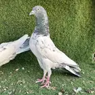 حمام بكستاني فقير قول