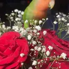 للبيع ببغاء الروز الأليف