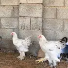 دجاج براهما