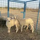 بهم حريات