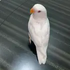 ماشاءالله تبارك الله مانجيب الا الزين طير روز هدد خارجي