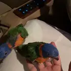 لوري