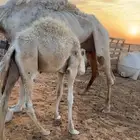 قعود حاشي للبيع