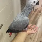 كاسكو اليف وبداية كلام ( انثى بشهادة تحليل )