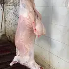 طليان حريه ذبايح فاخره