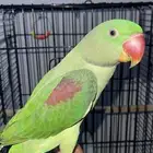 ببغاء دره نيبالي ذكر. أليف وهدد