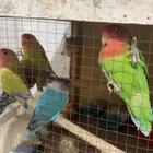 البيع طيور روز غير اليف والصحة ممتازة
