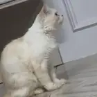 قطط