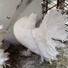 رقاص امريكي ابيض ( بالليث )