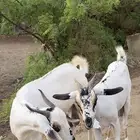 بيشيات