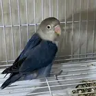 زوج روز فشر للبيع