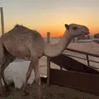 قعدان 3 للبيع